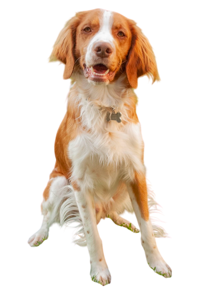 A happy brown and white dog sitting, looking at the camera with its mouth open. It has a bone-shaped tag on its collar.
