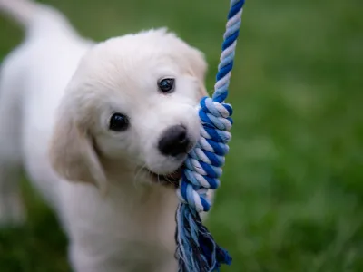 White puppy chewing a rope toy