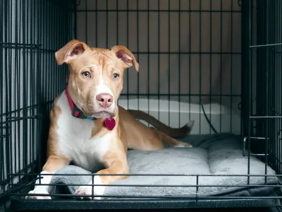 Dog resting calmly inside an open crate
