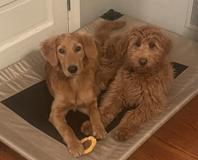 Two golden-colored dogs, one with straight fur and one with curly fur, lie on a beige elevated dog bed. The dog on the left holds a yellow heart-shaped toy.